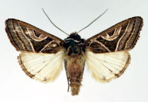/filer/webapps/moths/media/images/M/malagasa_Conservula_AM_Aulombard.jpg