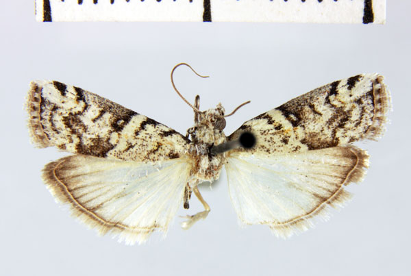 /filer/webapps/moths/media/images/M/malagasella_Dysphylia_HT_MNHN.jpg