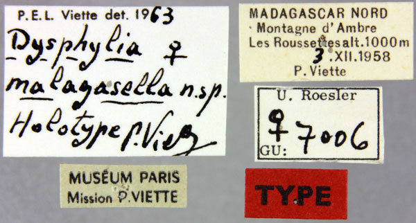 /filer/webapps/moths/media/images/M/malagasella_Dysphylia_HT_MNHNl.jpg
