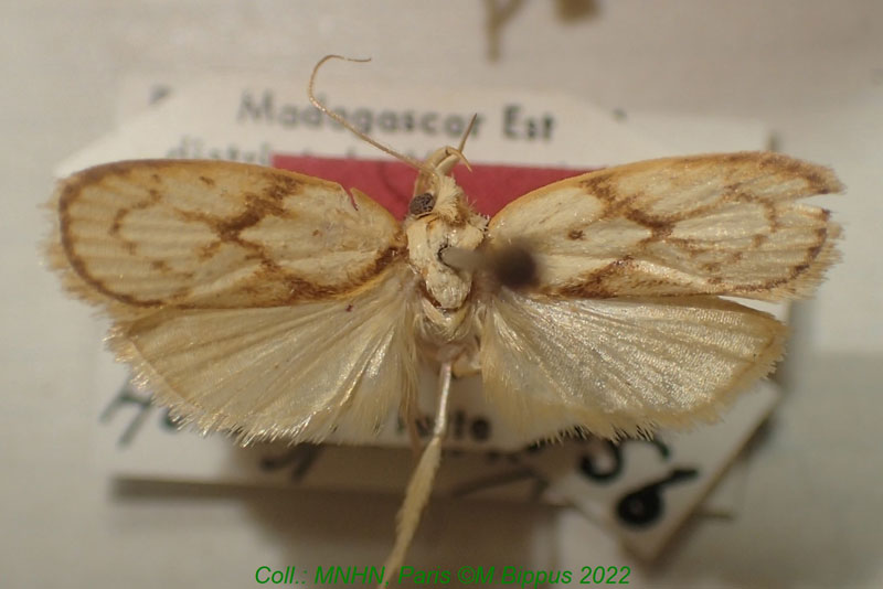 /filer/webapps/moths/media/images/M/malagasiella_Odites_HT_MNHN.jpg