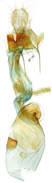 /filer/webapps/moths/media/images/M/malagasiella_Torodora_GFHT_MNHN.jpg