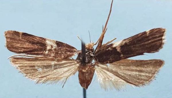 /filer/webapps/moths/media/images/M/malagasiella_Torodora_HT_MNHN.jpg