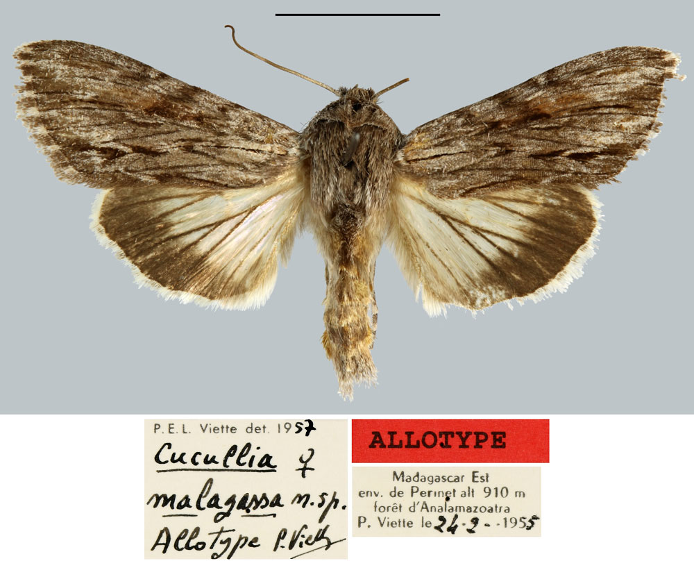 /filer/webapps/moths/media/images/M/malagassa_Cucullia_AT_MNHN.jpg