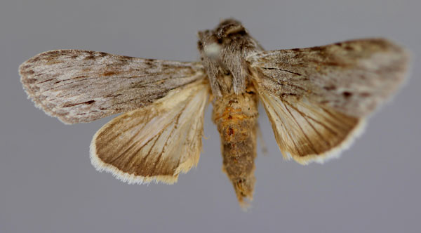 /filer/webapps/moths/media/images/M/malagassa_Cucullia_A_RMCA_01.jpg