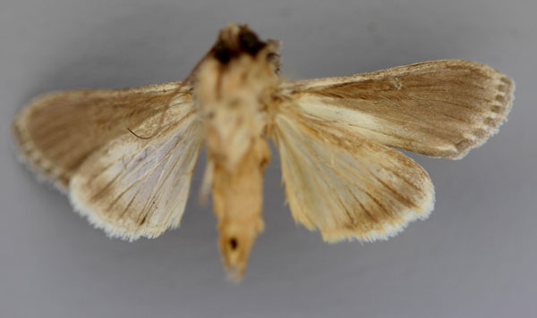 /filer/webapps/moths/media/images/M/malagassa_Cucullia_A_RMCA_02.jpg