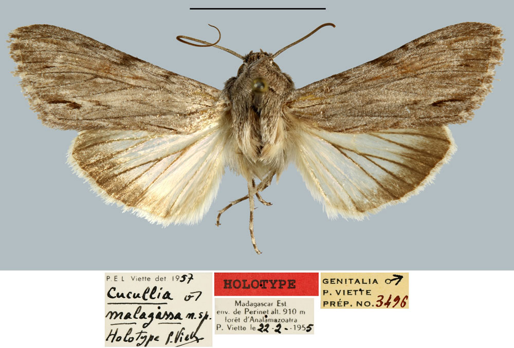 /filer/webapps/moths/media/images/M/malagassa_Cucullia_HT_MNHN.jpg