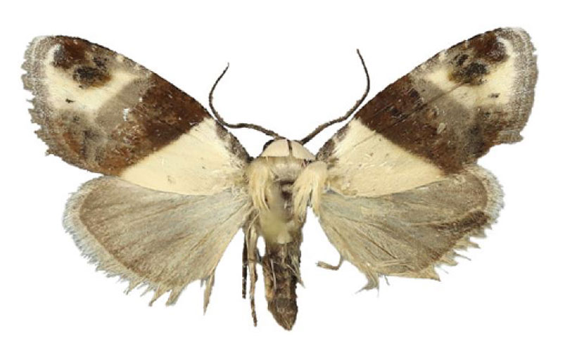 /filer/webapps/moths/media/images/M/malagassa_Leucobaeta_HT_ZSM.jpg