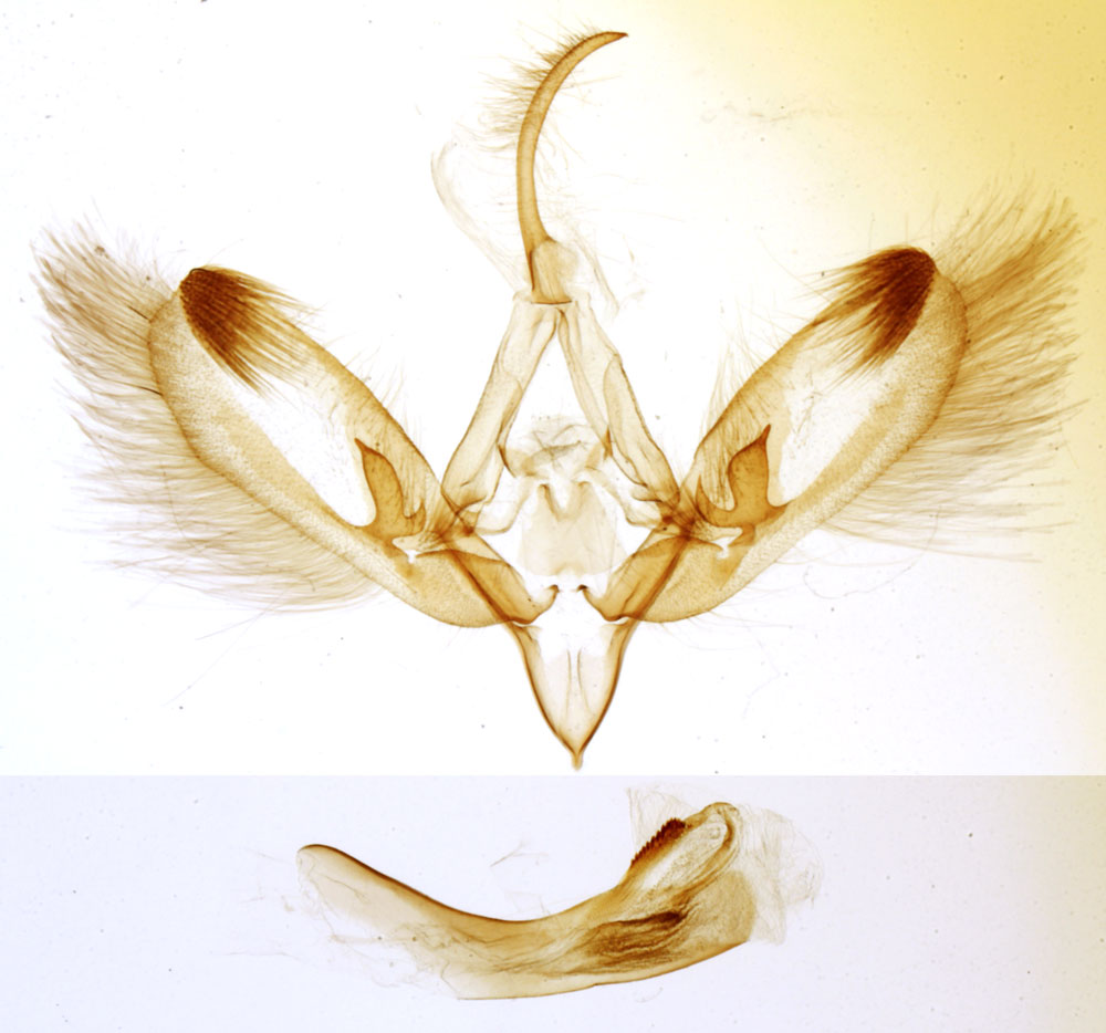 /filer/webapps/moths/media/images/M/malagassa_Procrateria_GMHT_MNHN_3520.jpg