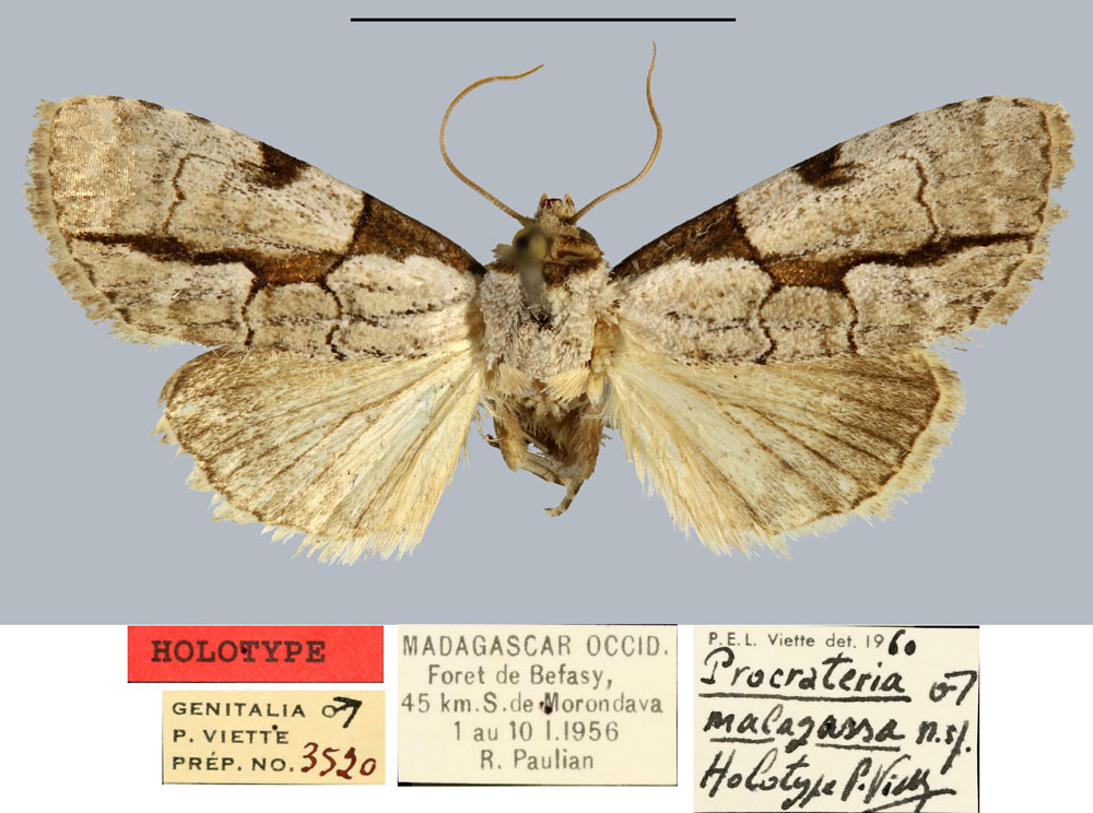 /filer/webapps/moths/media/images/M/malagassa_Procrateria_HT_MNHN.jpg