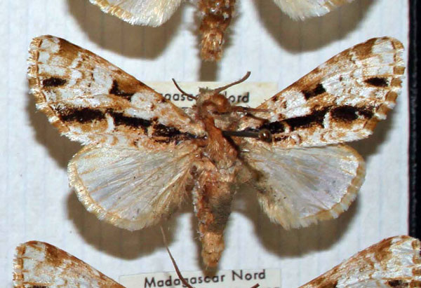 /filer/webapps/moths/media/images/M/malagassica_Madegalatha_AM_MNHN.jpg