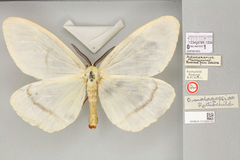 /filer/webapps/moths/media/images/M/malagassica_Ogoa_HT_BMNHa.jpg