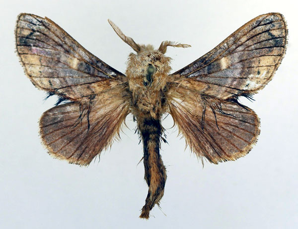 /filer/webapps/moths/media/images/M/malagassy_Odontocheilopteryx_AM_Basquin_02.jpg