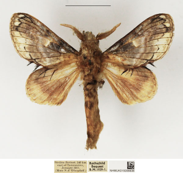 /filer/webapps/moths/media/images/M/malagassy_Odontocheilopteryx_AM_NHMUK.jpg