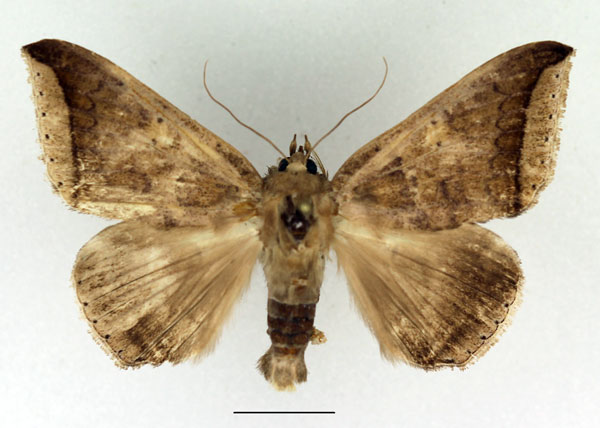 /filer/webapps/moths/media/images/M/malagasy_Achaea_AM_Basquin_01.jpg