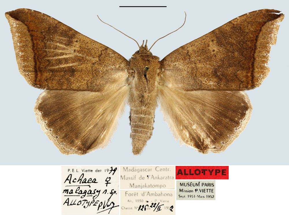 /filer/webapps/moths/media/images/M/malagasy_Achaea_AT_MNHN.jpg