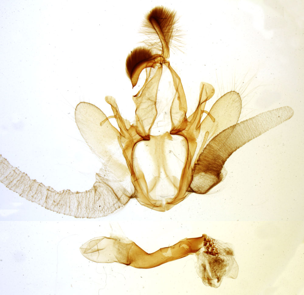 /filer/webapps/moths/media/images/M/malagasy_Achaea_GMHT_MNHN_4730.jpg