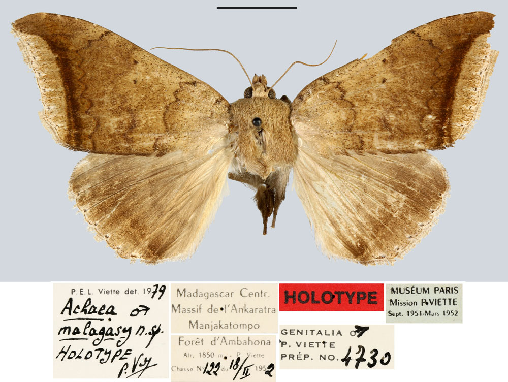 /filer/webapps/moths/media/images/M/malagasy_Achaea_HT_MNHN.jpg