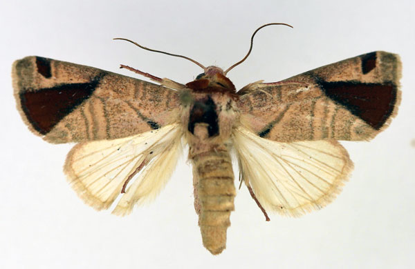 /filer/webapps/moths/media/images/M/malagasy_Acontia_AM_Aulombard.jpg