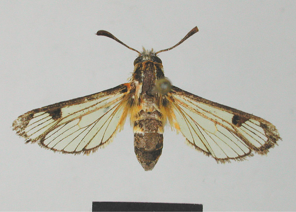 /filer/webapps/moths/media/images/M/malagasy_Agriomelissa_HT_MNHN.jpg