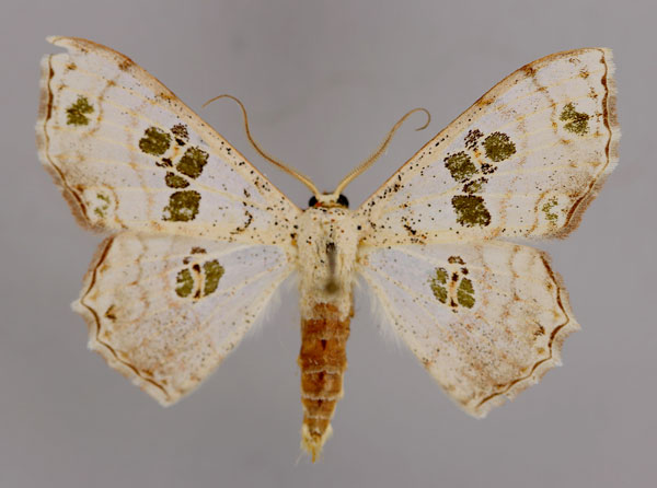 /filer/webapps/moths/media/images/M/malagasy_Antitrygodes_A_ZSM_01.jpg