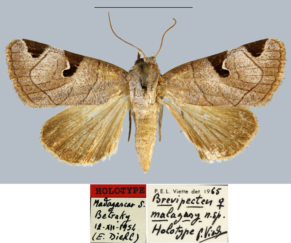/filer/webapps/moths/media/images/M/malagasy_Brevipecten_HT_MNHN.jpg