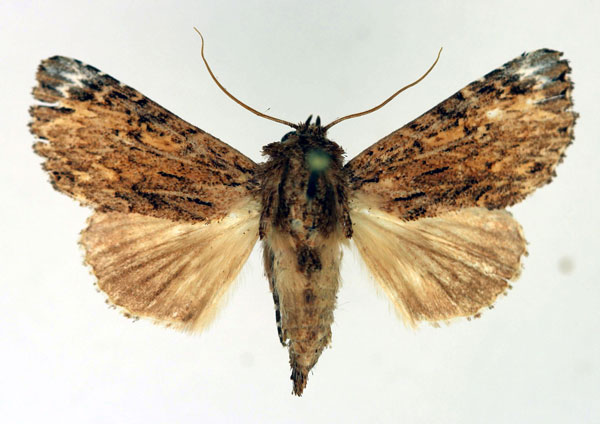 /filer/webapps/moths/media/images/M/malagasy_Callopistria_AF_Aulombard.jpg