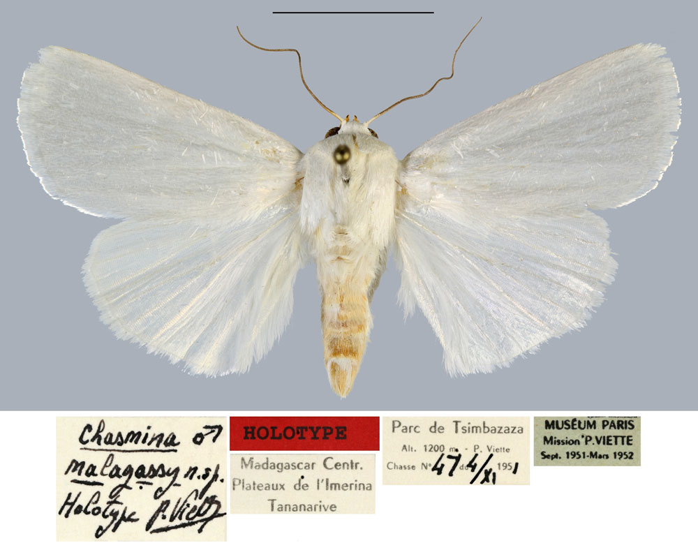 /filer/webapps/moths/media/images/M/malagasy_Chasmina_HT_MNHN.jpg