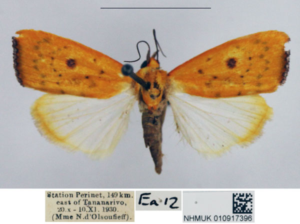 /filer/webapps/moths/media/images/M/malagasy_Earias_AF_NHMUK.jpg