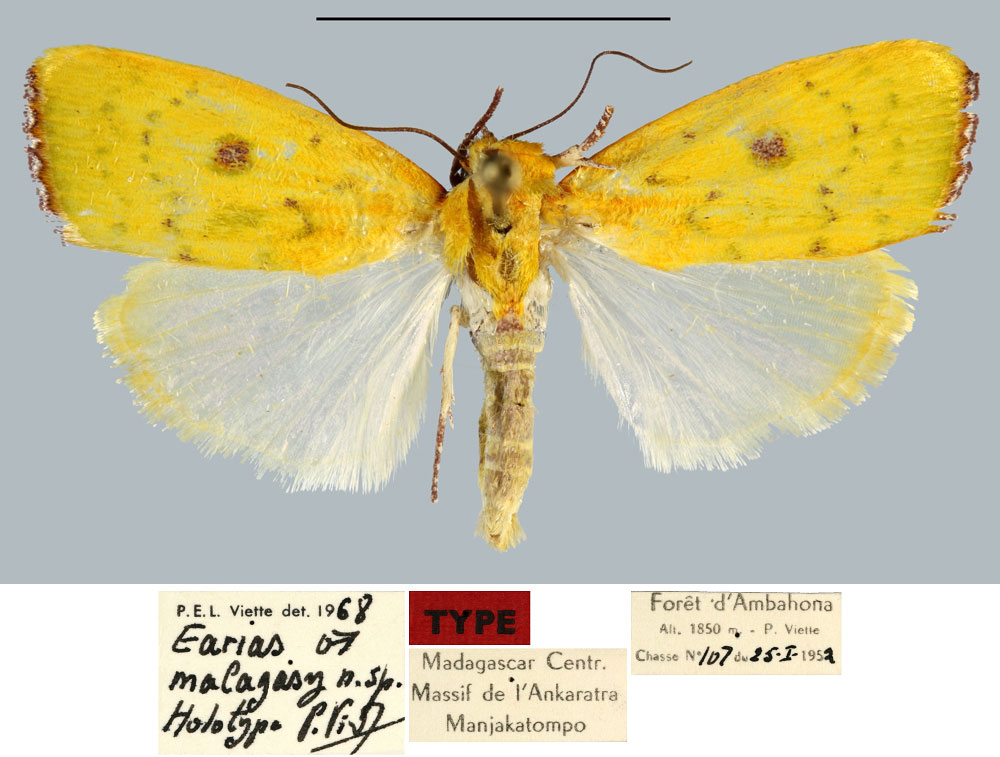 /filer/webapps/moths/media/images/M/malagasy_Earias_HT_MNHN.jpg