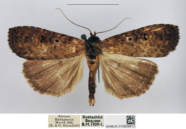 /filer/webapps/moths/media/images/M/malagasy_Elesmoides_AM_NHMUK.jpg