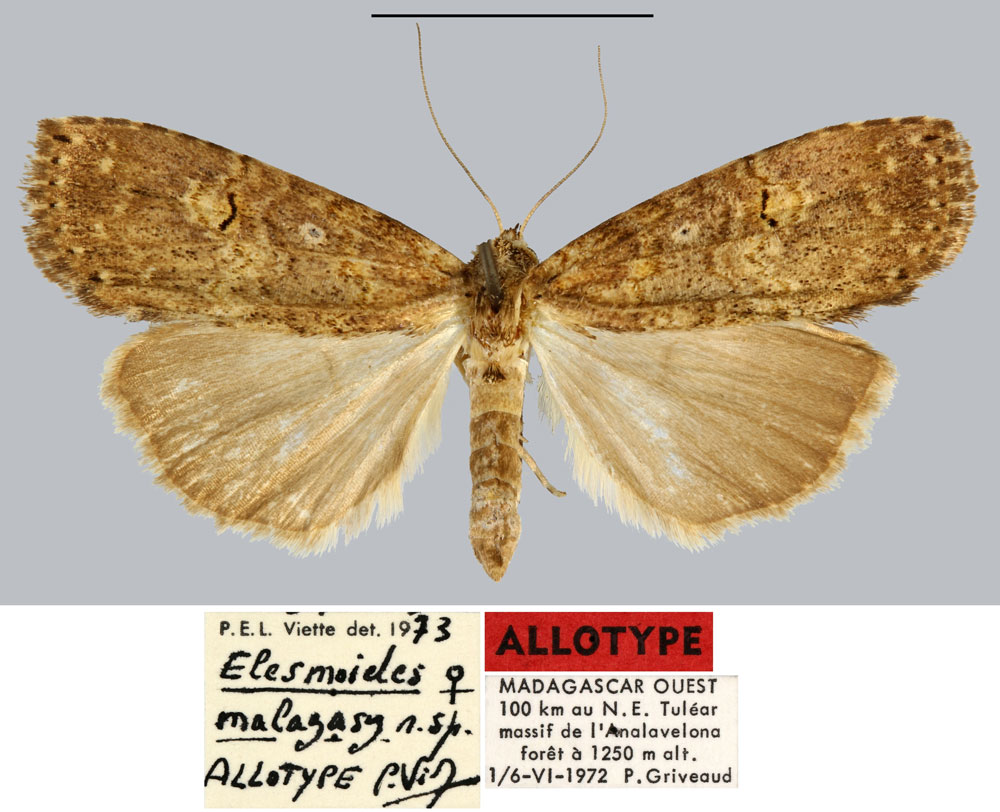 /filer/webapps/moths/media/images/M/malagasy_Elesmoides_AT_MNHN.jpg