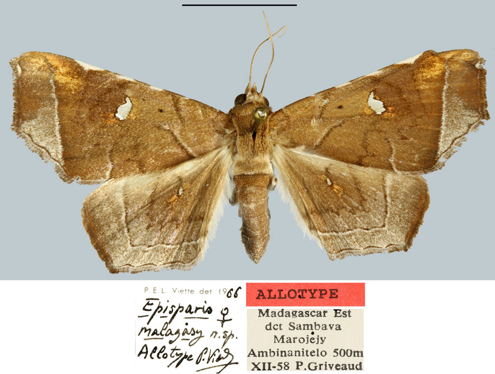 /filer/webapps/moths/media/images/M/malagasy_Episparis_AT_MNHN.jpg