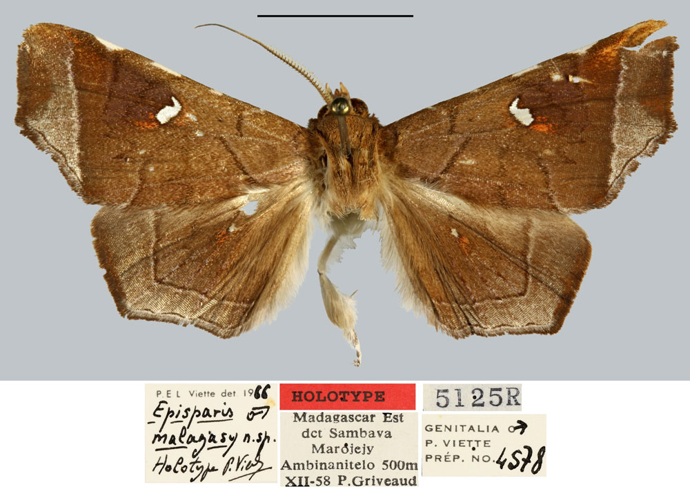 /filer/webapps/moths/media/images/M/malagasy_Episparis_HT_MNHN.jpg