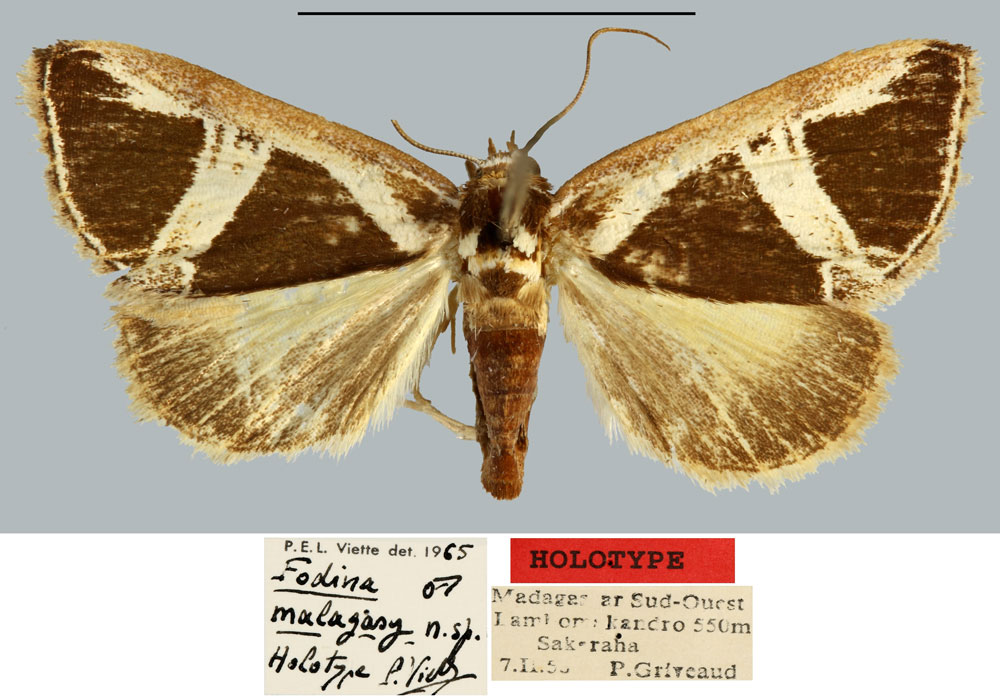 /filer/webapps/moths/media/images/M/malagasy_Fodina_HT_MNHN.jpg