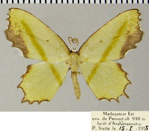 /filer/webapps/moths/media/images/M/malagasy_Gelasmodes_AF_ZSM.jpg