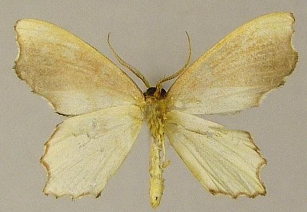 /filer/webapps/moths/media/images/M/malagasy_Gelasmodes_AM_ZSMb.jpg