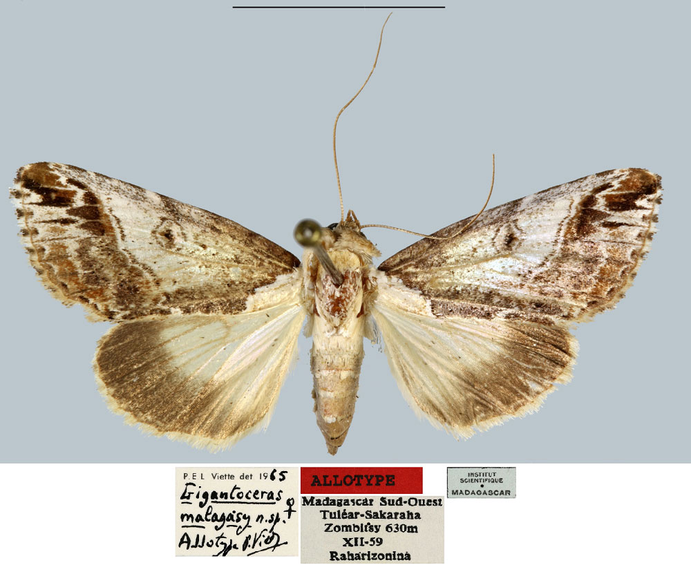 /filer/webapps/moths/media/images/M/malagasy_Gigantoceras_AT_MNHN.jpg