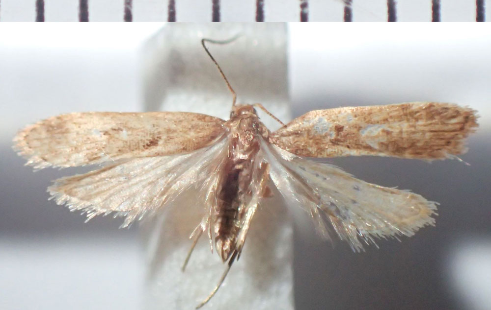 /filer/webapps/moths/media/images/M/malagasy_Helcystogramma_HT_RMNH.jpg