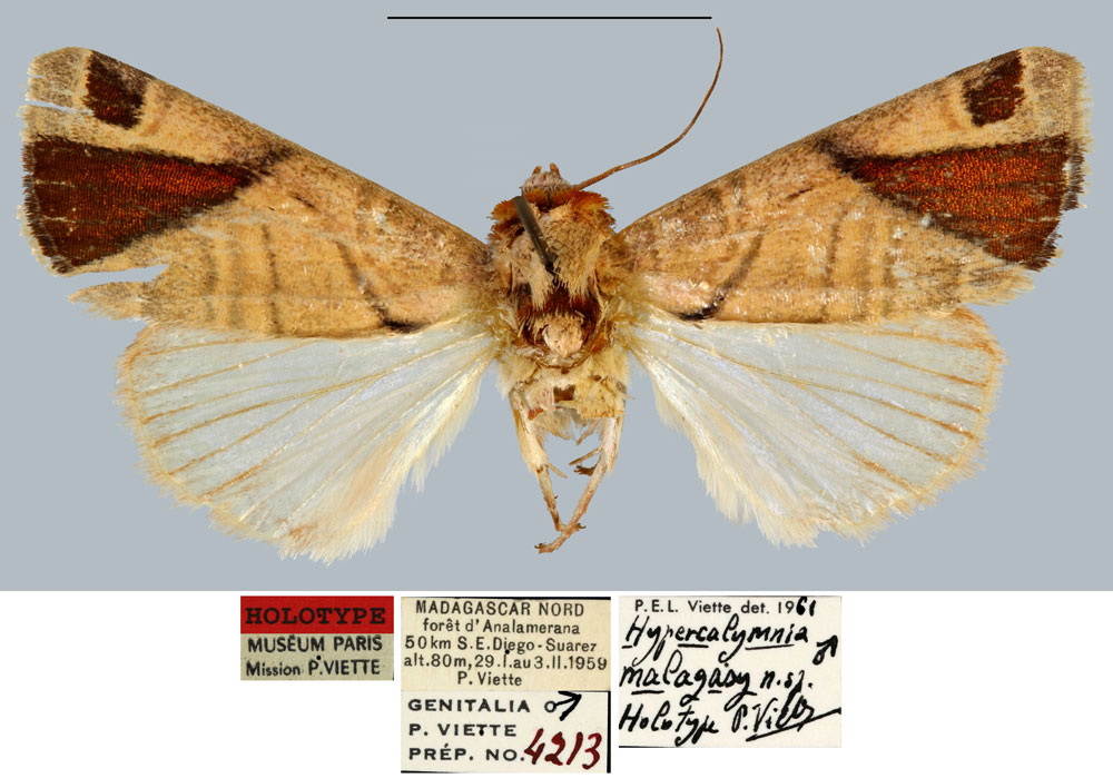 /filer/webapps/moths/media/images/M/malagasy_Hypercalymnia_HT_MNHN.jpg