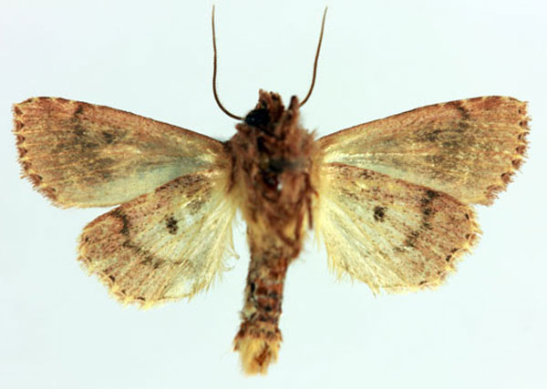 /filer/webapps/moths/media/images/M/malagasy_Maghadena_HT_MNHNb.jpg