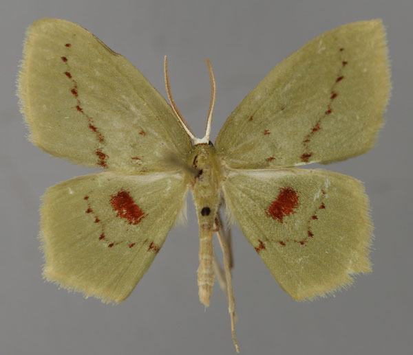 /filer/webapps/moths/media/images/M/malagasy_Maxates_A_ZSM_01.jpg