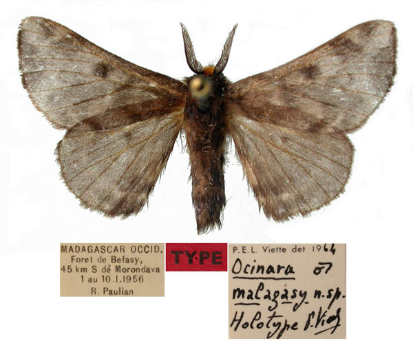 /filer/webapps/moths/media/images/M/malagasy_Ocinara_HT_MNHN.jpg