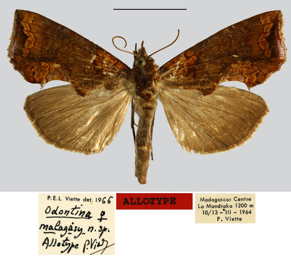 /filer/webapps/moths/media/images/M/malagasy_Odontina_AT_MNHN.jpg