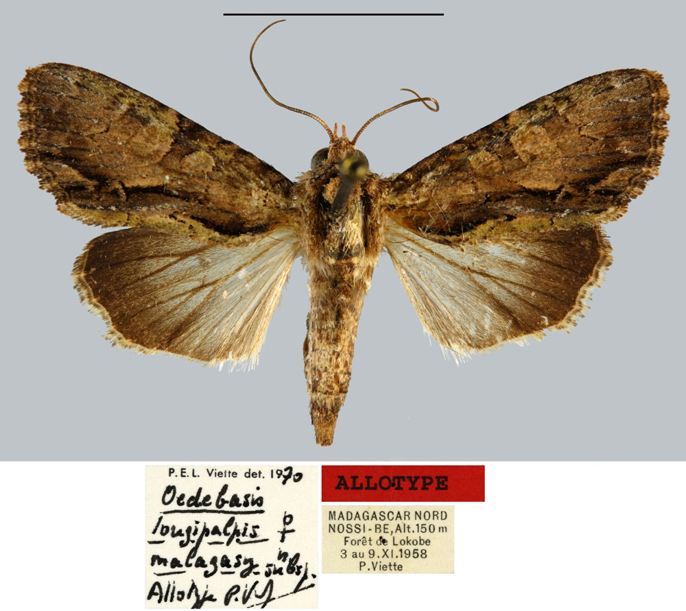 /filer/webapps/moths/media/images/M/malagasy_Oedebasis_AT_MNHN.jpg