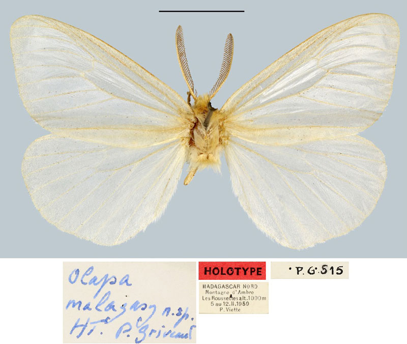 /filer/webapps/moths/media/images/M/malagasy_Olapa_HT_MNHN.jpg