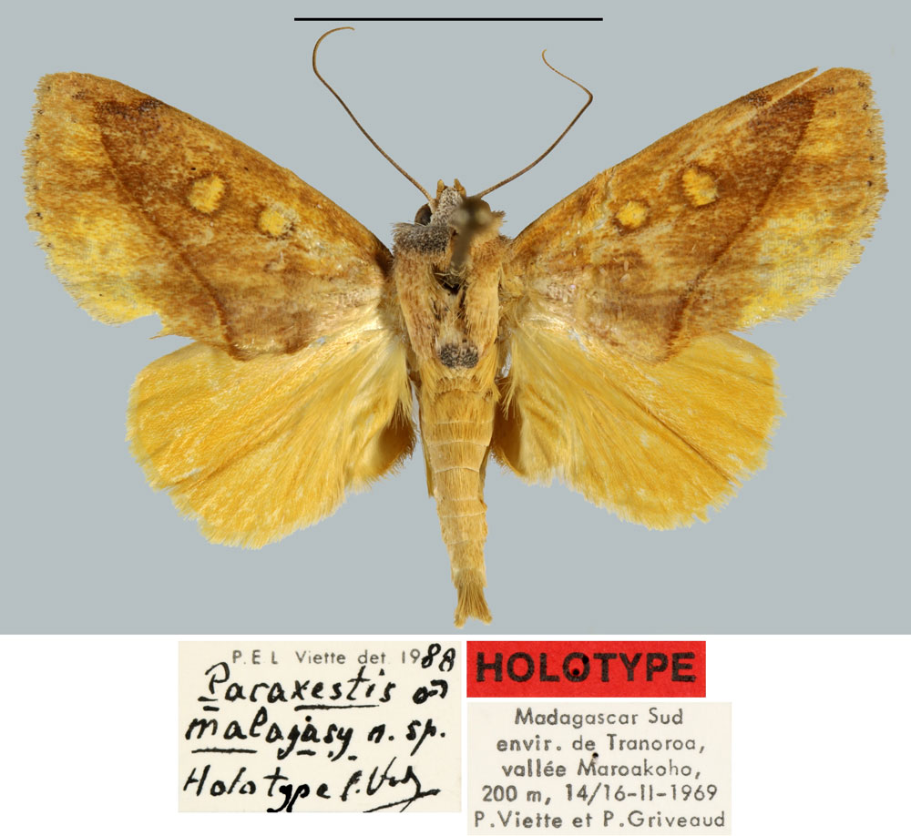 /filer/webapps/moths/media/images/M/malagasy_Paraxestis_HT_MNHN.jpg