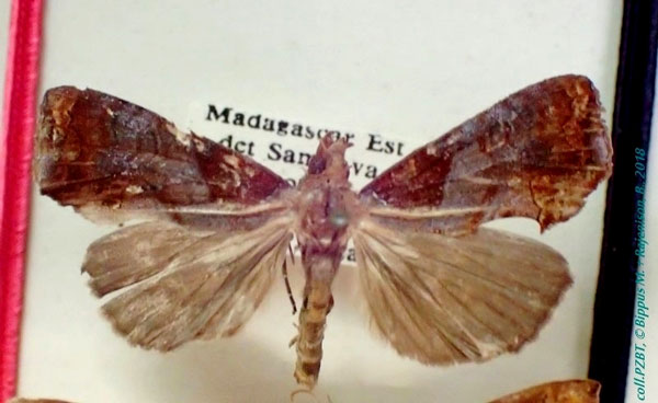 /filer/webapps/moths/media/images/M/malagasy_Plusiodonta_A_PZBT.jpg