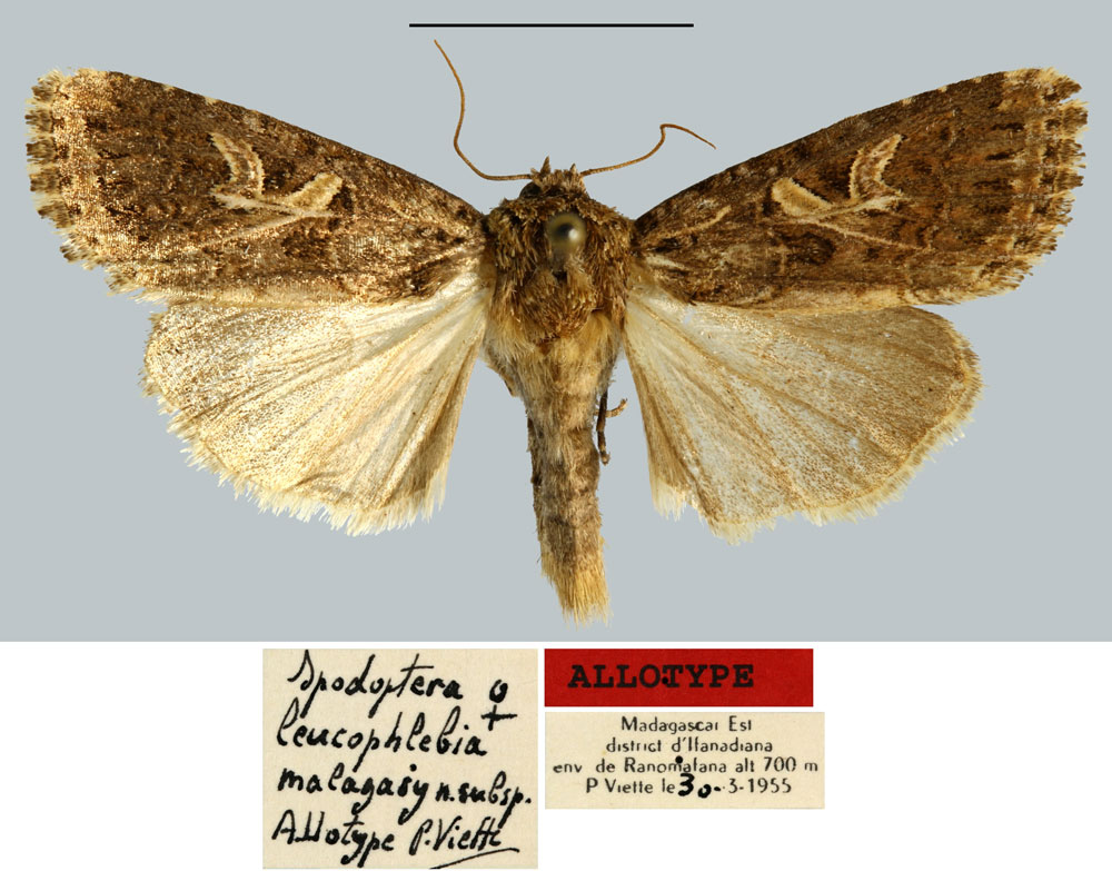 /filer/webapps/moths/media/images/M/malagasy_Spodoptera_AT_MNHN.jpg