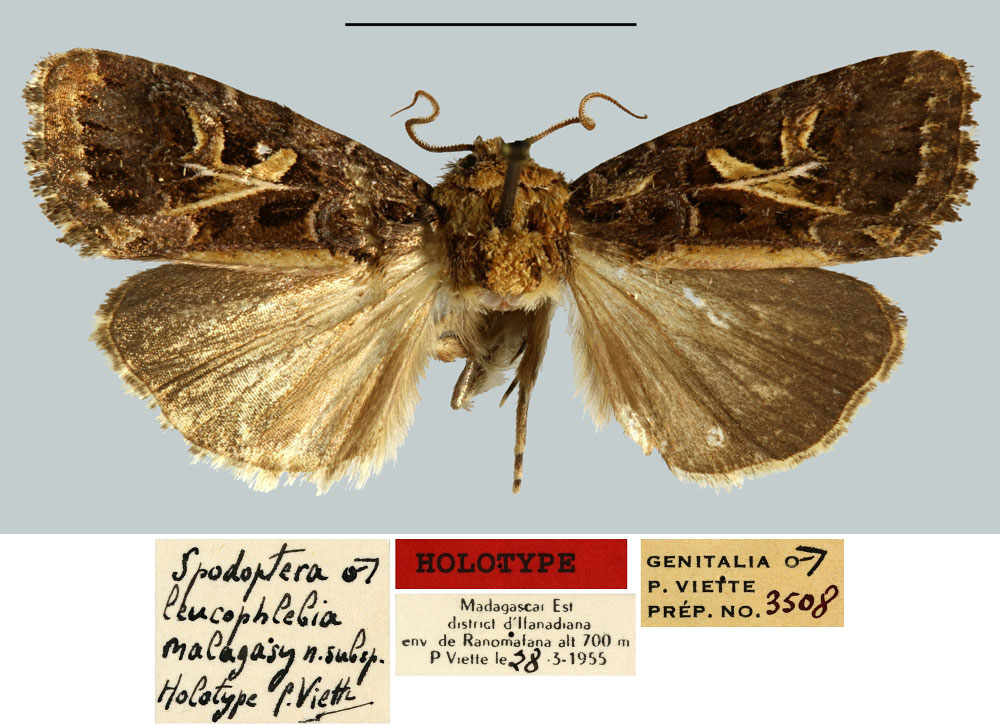 /filer/webapps/moths/media/images/M/malagasy_Spodoptera_HT_MNHN.jpg