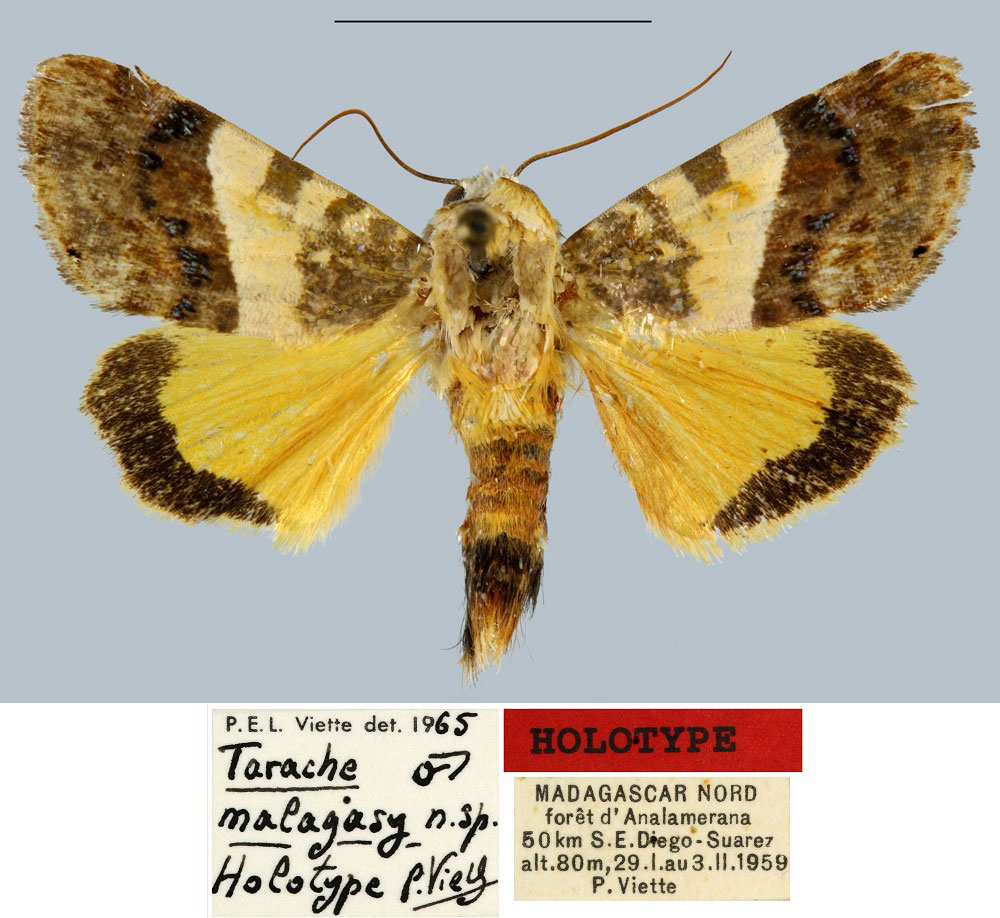 /filer/webapps/moths/media/images/M/malagasy_Tarache_HT_MNHN.jpg